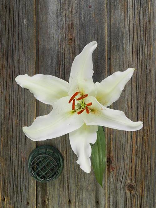  WHITE ORIENTAL LILIES